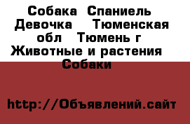 Собака. Спаниель. Девочка. - Тюменская обл., Тюмень г. Животные и растения » Собаки   